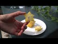 Фрукт Карамбола (Звездчатый фрукт)/ Carambola (Star fruit)