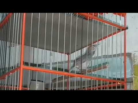 MASTERAN PRENJAK BETINA NGEROL PANJANG