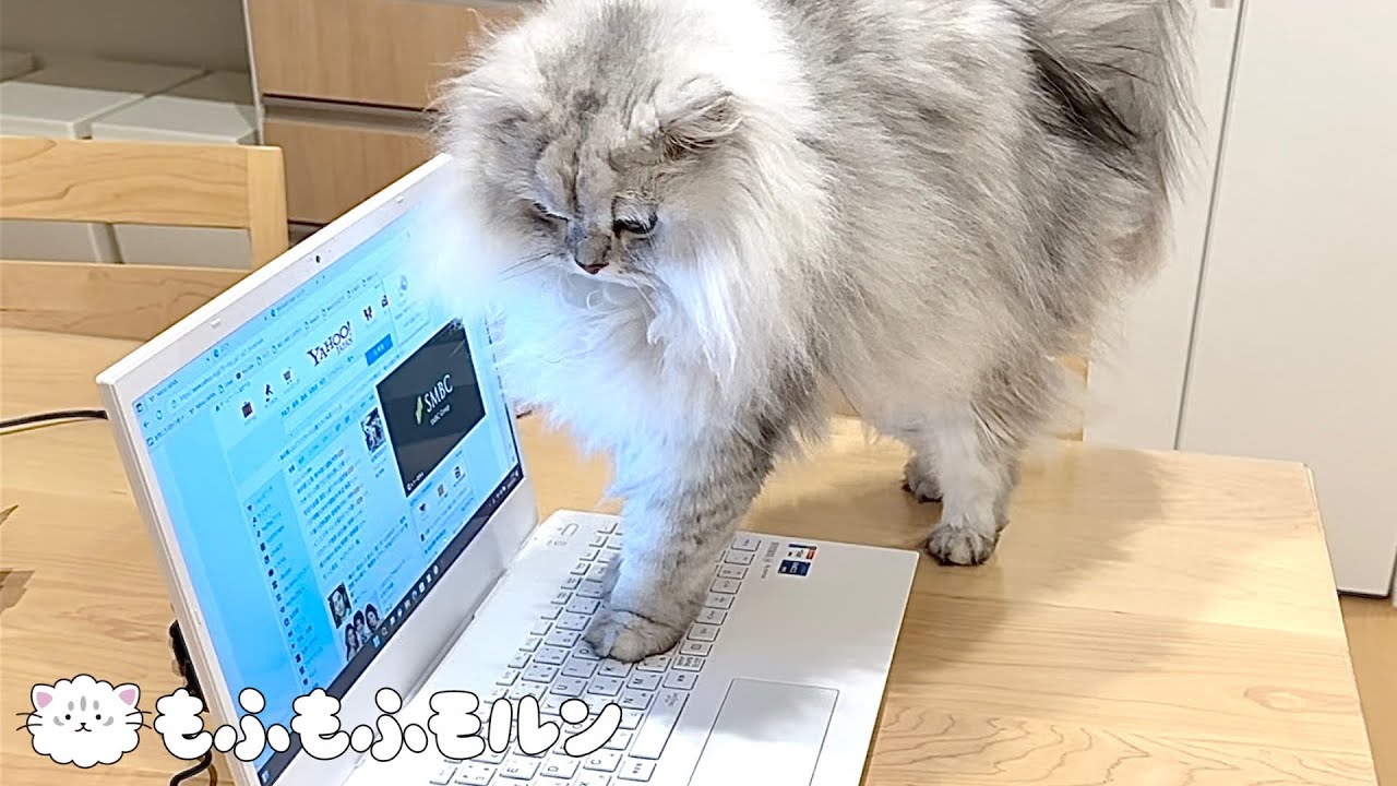猫の目の前で新しいパソコンを開封すると… 【サイベリアン】