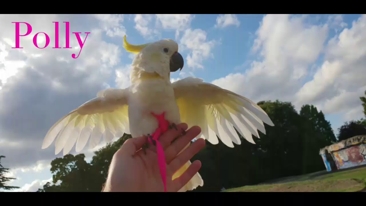 Cockatoo posing for the camera Polly the Cockatoo YouTube