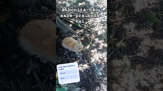 amando os animais . #humor #piadasrapidas #pets #coelho #horta #memes #memes #comedia