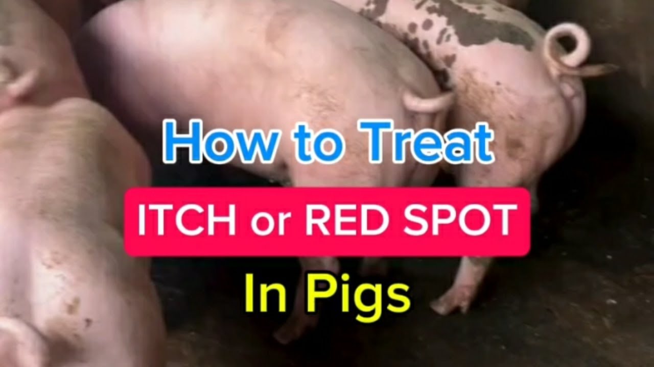 How To Treat Itching And Rash In Pigs - YouTube