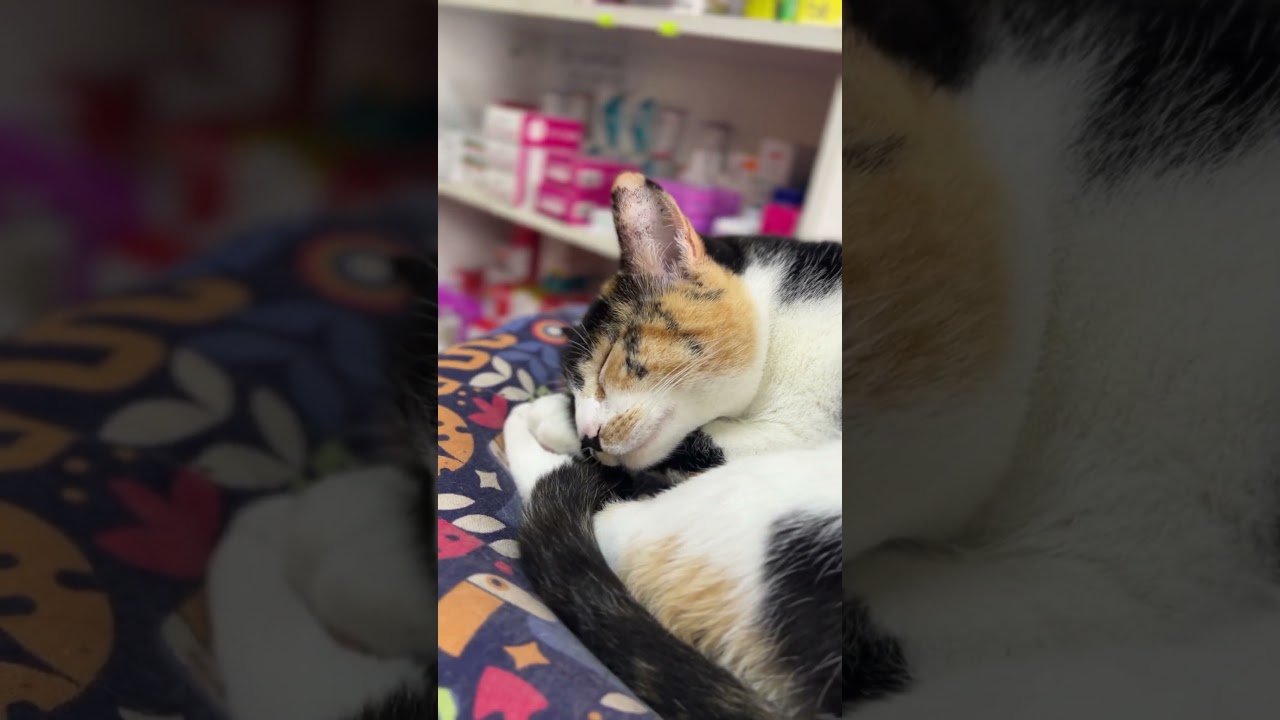 USO DE CBD EN ANIMALES PEQUEÑOS🐾💧