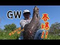 【雷魚春爆】まさに入れ食い⁉GWは雷魚釣りで決まりだ!!モンスターライギョ6連発snake head fishing in Japan