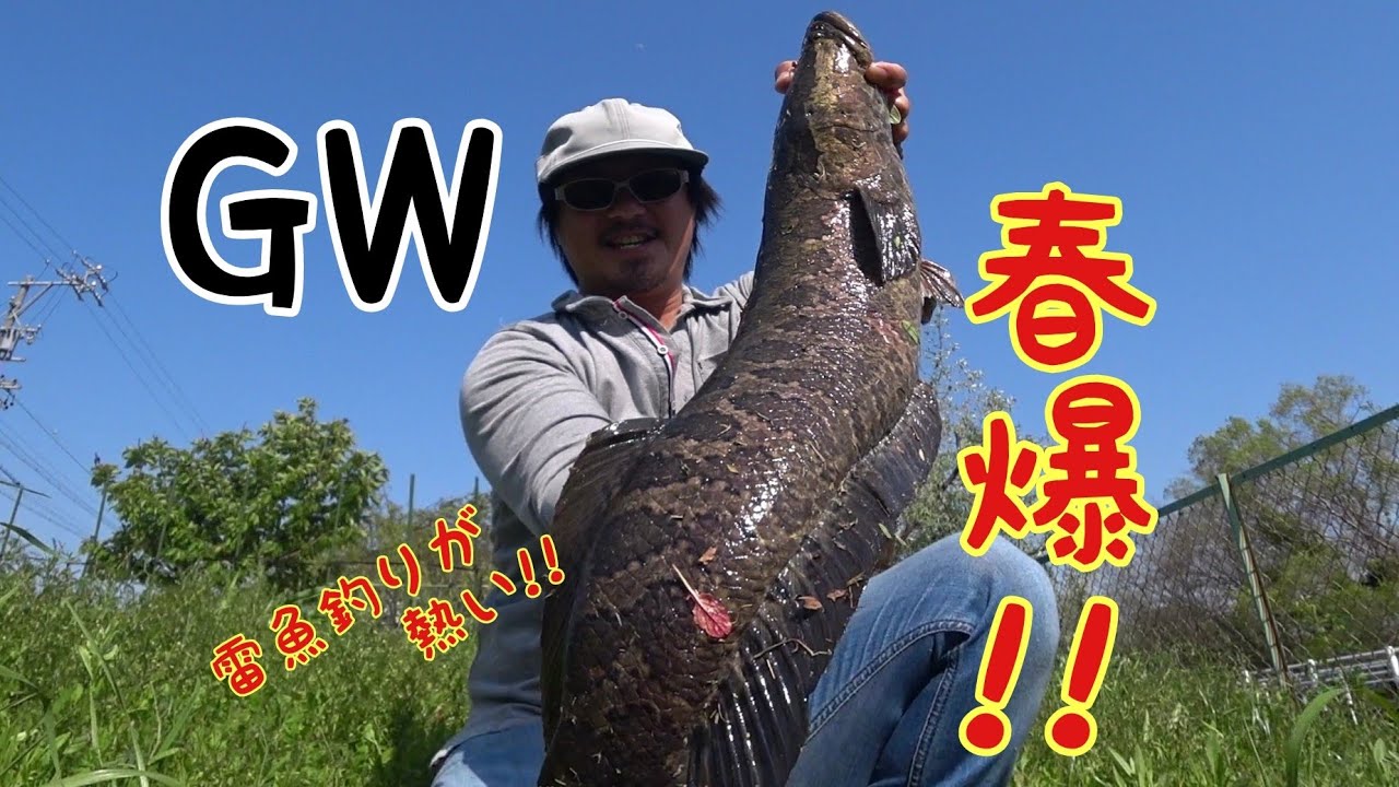【雷魚春爆】まさに入れ食い⁉GWは雷魚釣りで決まりだ!!モンスターライギョ6連発snake head fishing in Japan