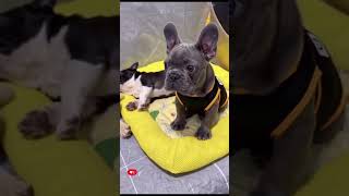 Little cute frenchies for your peace of mind