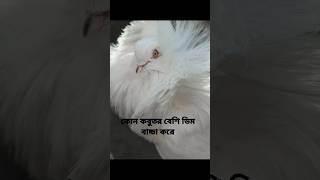 কোন কবুতর সবচেয়ে বেশি ডিম বাচ্চা করে?