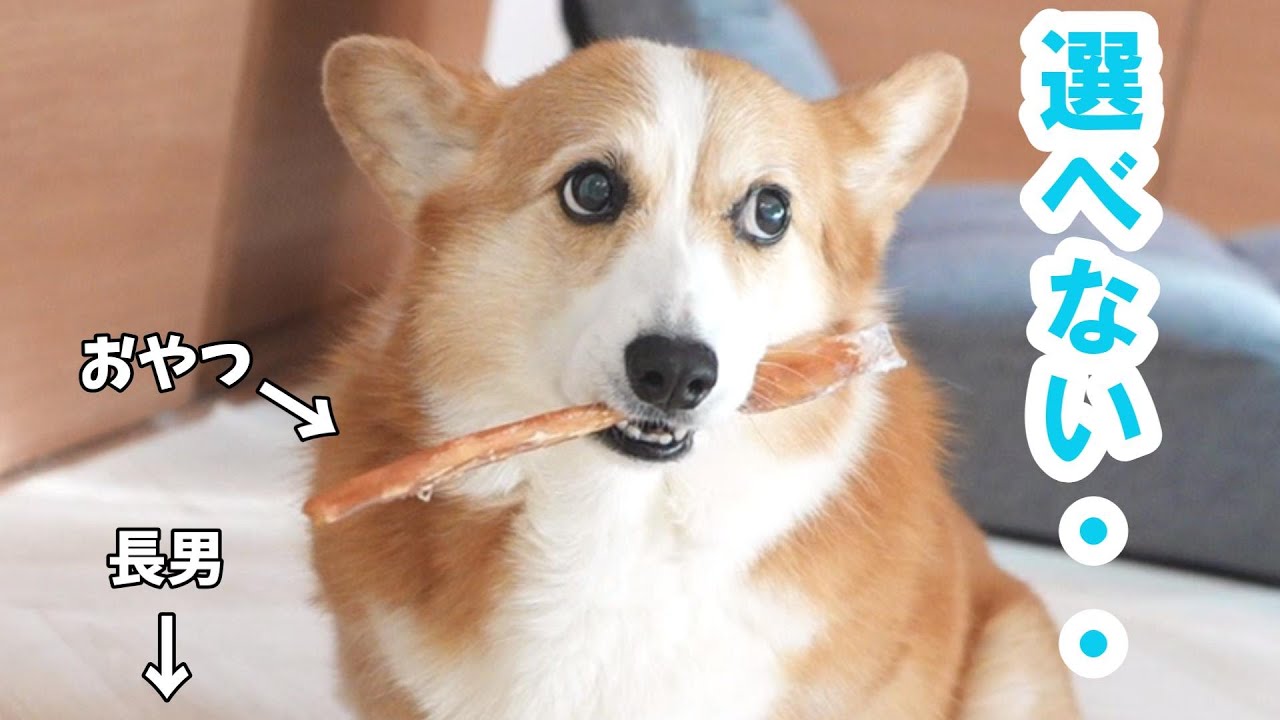 大好きな兄かおやつか・・究極の選択を迫られた食いしんぼうコーギー。まさかの結果