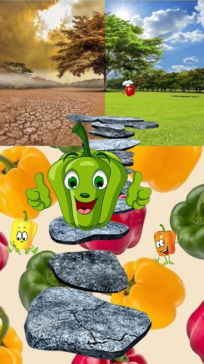 paprika #paprika #bellpeppers #surganeraka #shortsfeed #shortfeed #shorts #short