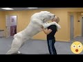 10 Dogs You Never Knew Were Illegal Worldwide!