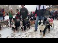 2022 breckenridge bernese mountain dog parade