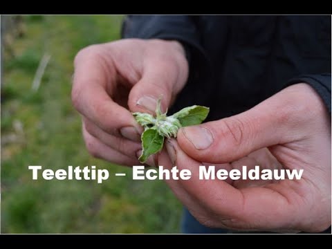 Video: Bestrijdingsmaatregelen Voor Echte Meeldauw. Voorbereidingen En Folkremedies. Foto