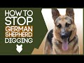 PUPPY TRAINING! How To Stop Your GERMAN SHEPHERD Digging