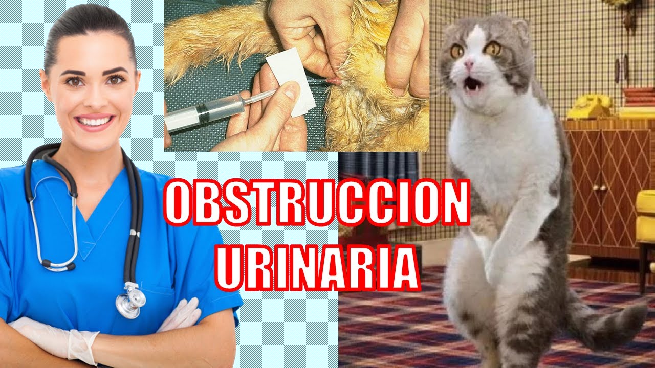 Infeccion urinaria en gatos