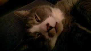 Toby the kitty - Sleep Talking by Poohnz 389 views 9 years ago 1 minute