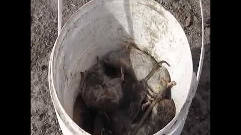 Catch mice at the farm | Bắt chuột tại nông trại Mỹ - chó săn - chồn nước