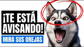 ¡NO es un berrinche! Si tu Husky hace ESTO, te está avisando... 🐺⚠️