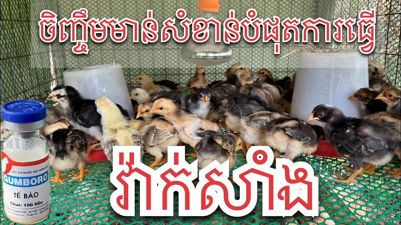 ការធ្វេីវ៉ាក់សាំងទៅលេីកូនមាន់ ចិញ្ចឹមមាន់សំខាន់បំផុតការធ្វេីវ៉ាក់សាំង