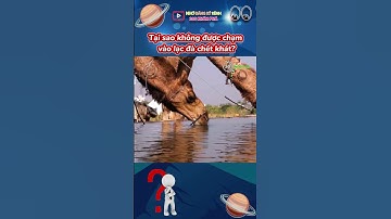 Tại sao không được chạm vào lạc đà chết khát? | 30s Khám Phá #shorts