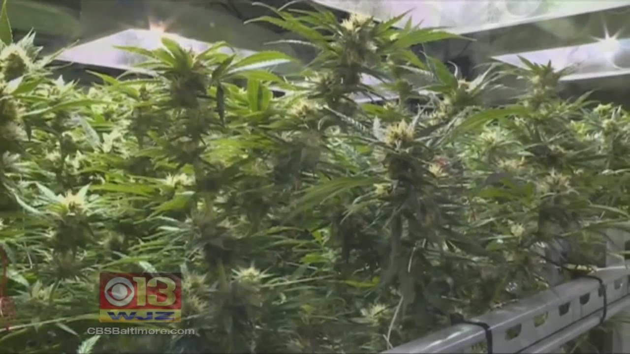 Md. Gets Its First Licensed Medical Marijuana Grower