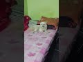 appu 🐕pakru #pets #cat #dog