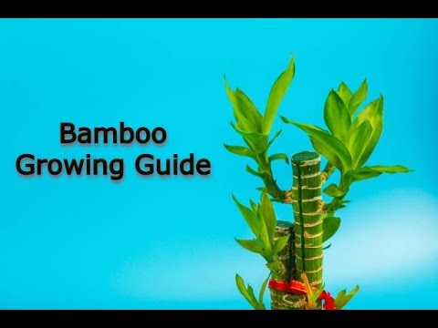 Complete Bamboo Farming Guide | Smart Agri Hub - YouTube
