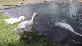 I BUILD an UNDERGROUND SWIMMING POOL for our GEESE