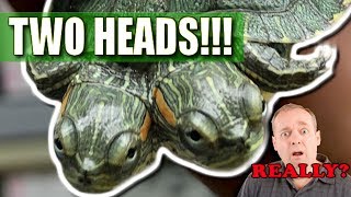 I GOT A TWO HEADED TURTLE!! WOW!!! | BRIAN BARCZYK