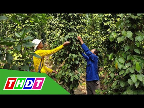 Trồng tiêu trên núi Cấm - vốn ít, hiệu quả cao | THDT