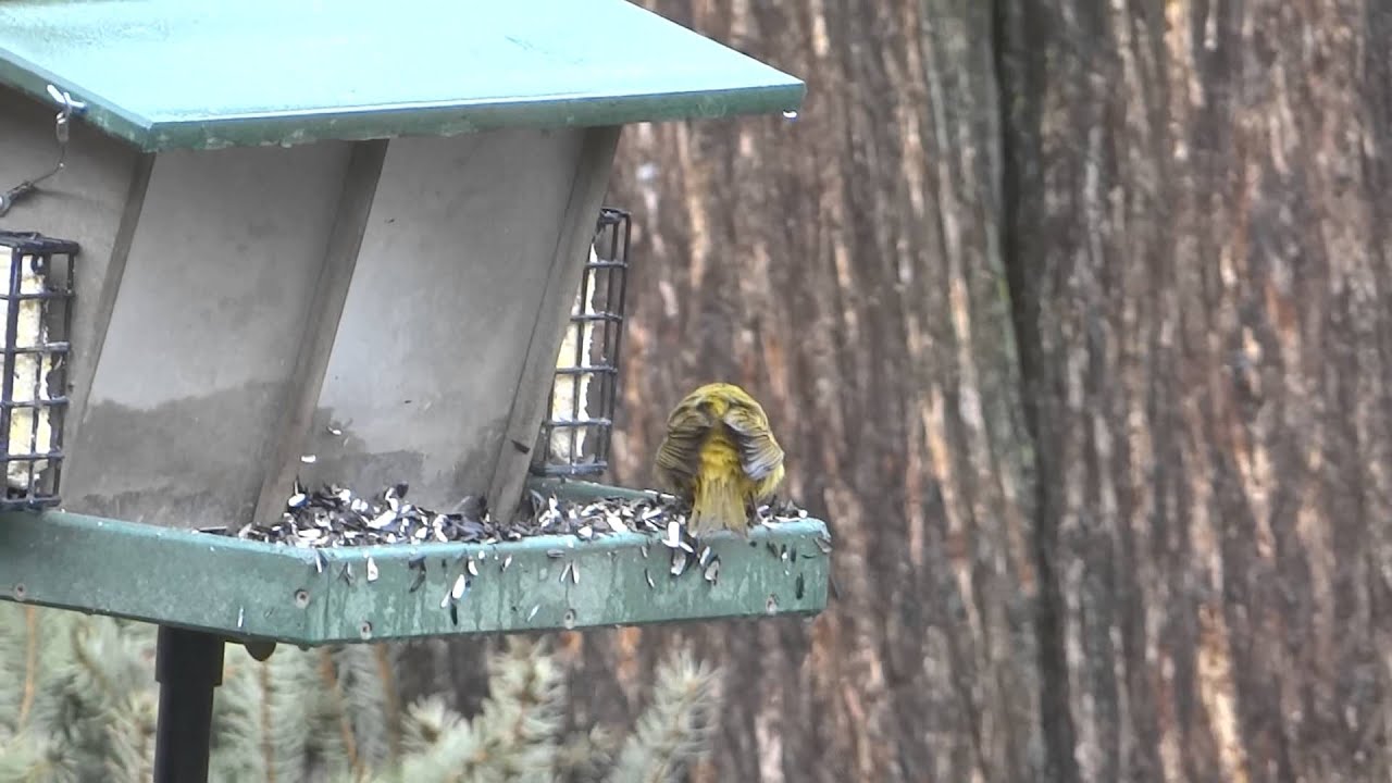 Female Summer Tanager