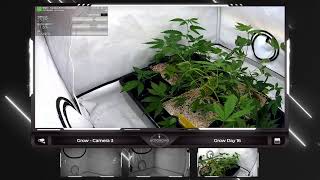🔴 From Seed to Bud: Join our Continuous Grow Show - Legal Live Cannabis Cultivation around the Cl…