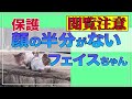 【閲覧注意】顔の半分がない猫フェイスちゃん保護【前編】#192