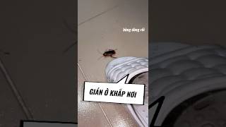 Dùng dạng xịt được vài ngày là gián trở lại. Nhà mình thì dùng dạng viên diệt gián dùng tiện mà