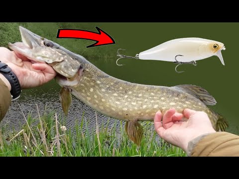 Pike fishing on budget Megabass i-Jack. Lure review and test. Top lure for  Pike Perch Bass 