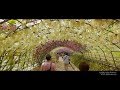 4K 河内藤園 北九州市 Kawachi Fuji Wisteria Garden Kyushu JAPAN