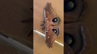 9/8/23: Defensive Behavior of the Antheraea Polyphemus Moth, A Beautiful Bexar County Garden Visitor