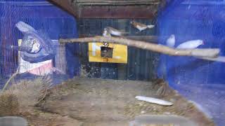 Arisha Finch Aviary