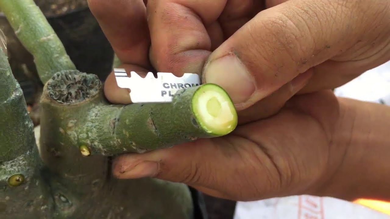 Hướng dẫn ghép sứ một cách chi tiết