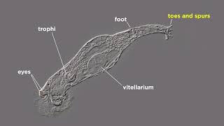 Phylum Rotifera Part 1: General Characteristics