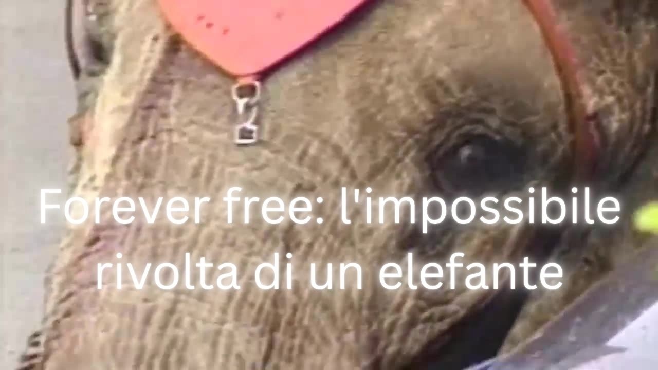 Forever free: l'impossibile rivolta di un elefante