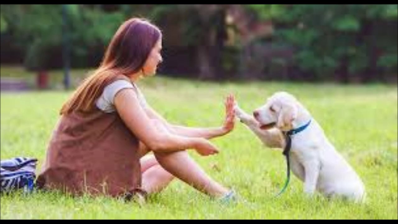 brain training for dogs   brain training for dogs Secrets techniques by adrienne farricelli