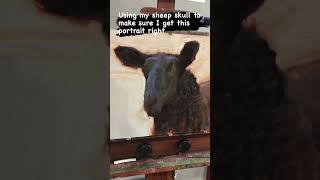 Using a Sheep Skull to Make Sure I Get This Sheep Portrait Right