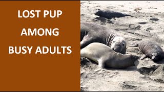 Female elephant seals are never so excited. Elephant seal in breeding season (Filmed in February).