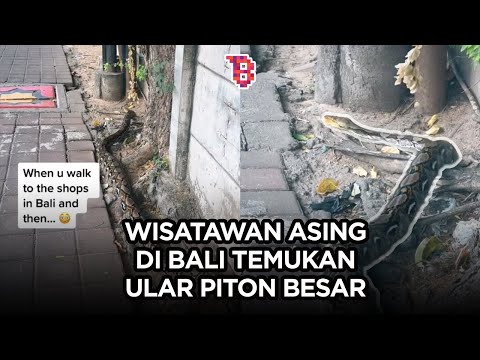 Wisatawan asing di Bali kaget lihat ular piton besar di pinggir jalan  | TRENDING