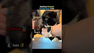 Ranking Cat Chiropractic Meltdowns #funnycats #shorts #funny