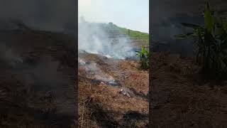 pembakaran lahan untuk perkebunan