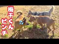 【シンややこしい人達】梅干くんソフィと再会