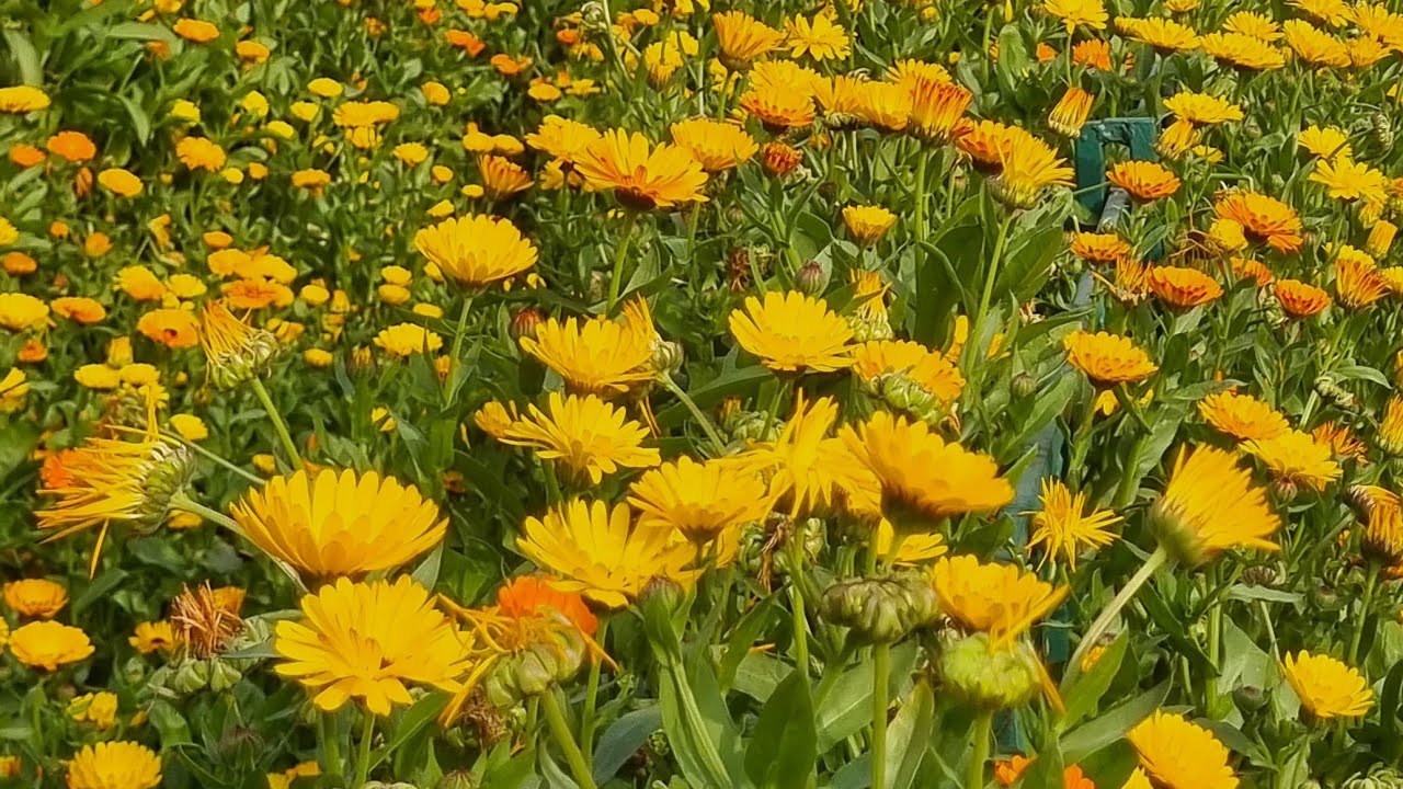 Cooking blog channel how to make आटा से बने भटूरे #छोले भटूरे #अमरूद की चटनी स्वादिष्ट हलवाई स्टाइल 