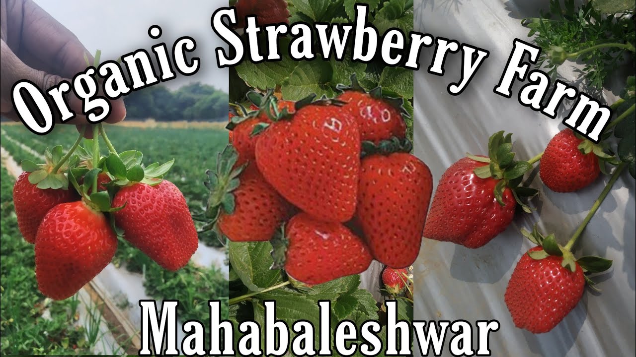 Organic Strawberry Farm | Mahabaleshwar Organic Strawberry Farm