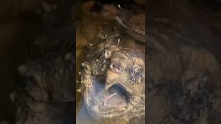 The Alligator Snapping Turtle: Catches fish with a lure!